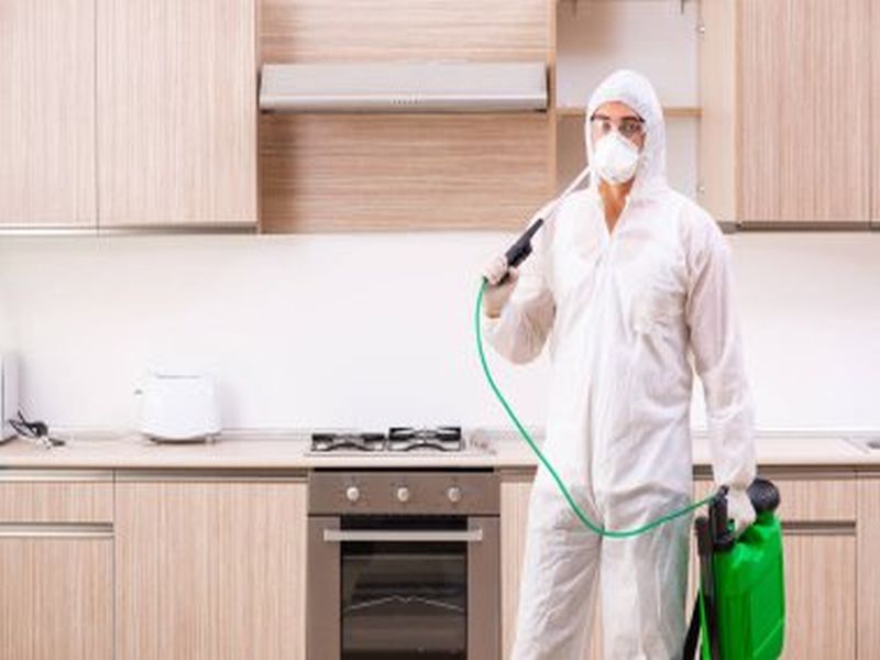 Sydney's Pest Control Specialists: Who to Call?